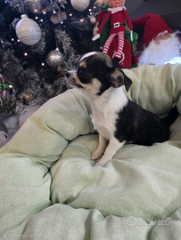 Cucciola di Chihuahua con pedigree Enci