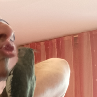 Calopsiti allevati mano domani siamo Torino