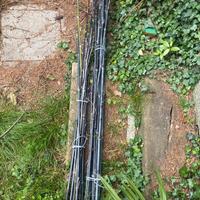 canne bambu bambù nero