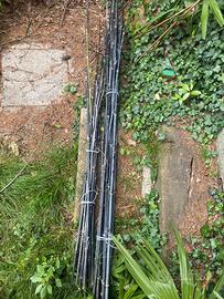 canne bambu bambù nero
