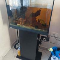 Acquario Tetra 80L