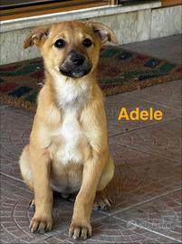 Adele, Atena, Ambra, Asia, Artur