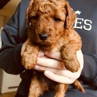 Maschio toy barboncino Red