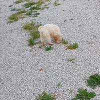 Lagotto romagnolo