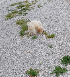 Lagotto romagnolo