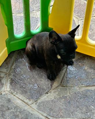 Cucciola di bulldog francese femmina