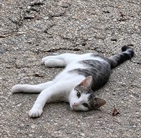 due gattine di 5 mesi