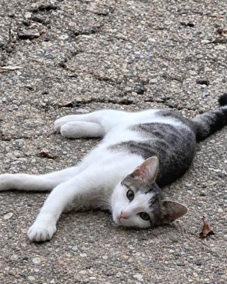due gattine di 5 mesi