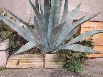 piante grasse ornamentali da giardino