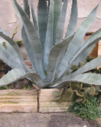 piante grasse ornamentali da giardino