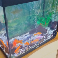 Acquario askoll con pesci