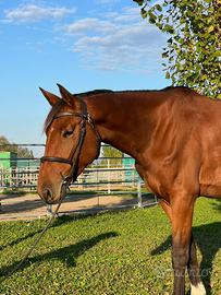 Cavalla Zang del 2021