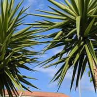 Magnifico albero di Yucca con 4 tronchi