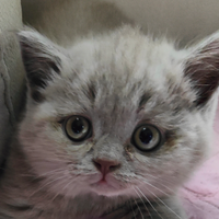 Gattini Scottish Straigh