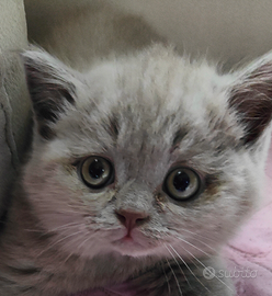 Gattini Scottish Straigh