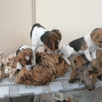 Cuccioli di Jack Russel