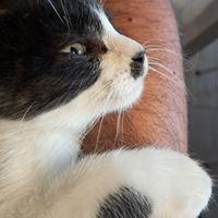 Meraviglioso gattino