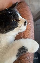 Meraviglioso gattino