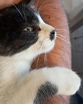 Meraviglioso gattino