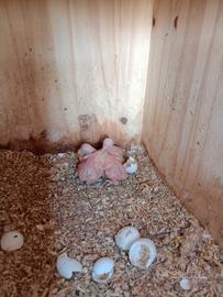 Parrocchetto dal collare