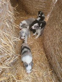 Cucciolo border collie