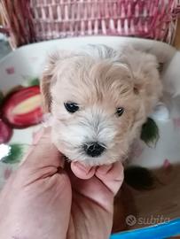 Maltipoo