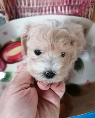 Maltipoo