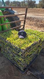 Piantine di Gramignone - Prato pronto