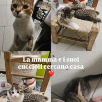 Mamma e Gattini