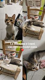 Mamma e Gattini