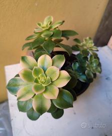 Pianta succulenta già radicata in vaso