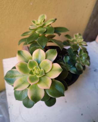 Pianta succulenta già radicata in vaso