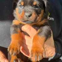 Rottweiler