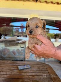 Maltipoo