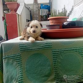 Cucciolo di maltipoo