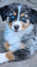 Cuccioli pastore australiano