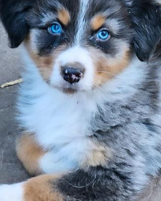 Cuccioli pastore australiano