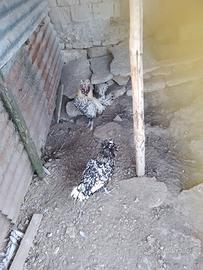 galline ornamentali 