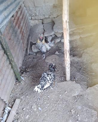 galline ornamentali 