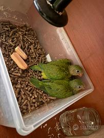 Parrocchetto di Barraband