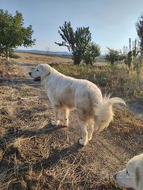 Pastore Abruzzese 3 mesi