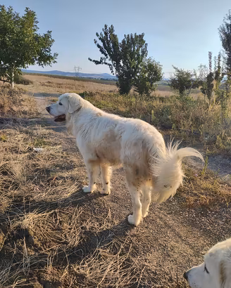 Pastore Abruzzese 3 mesi