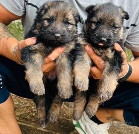 Cuccioli di pastore tedesco