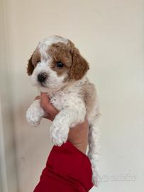 Barboncini toy e minitoy