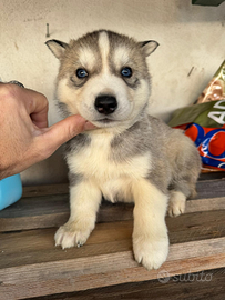 Husky siberian