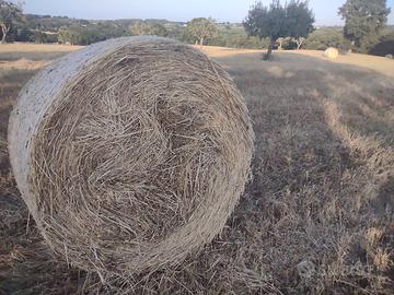 Fieno foraggio rotoballe 2026