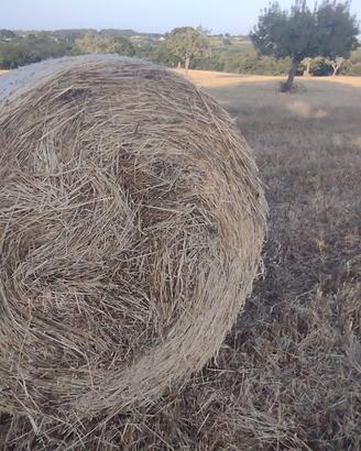 Fieno foraggio rotoballe 2026