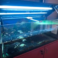 ACQUARIO CAPACITA 200 LT LARGHEZZA 120 COMPLETO