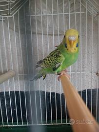 Ondulati di colore