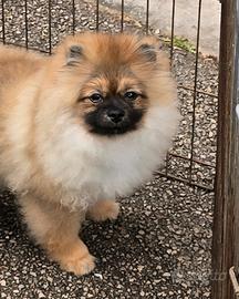 Spitz Tedesco nano Volpino Pomerania